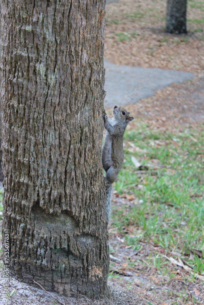 Obraz premium Squirrel by itself on the tree 