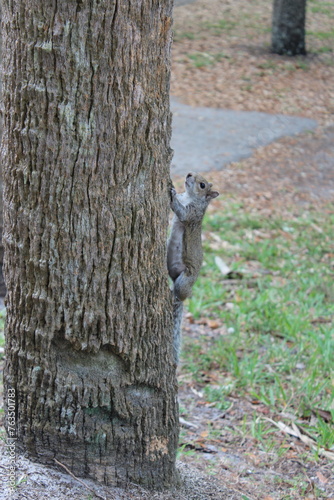 Squirrel by itself on the tree 