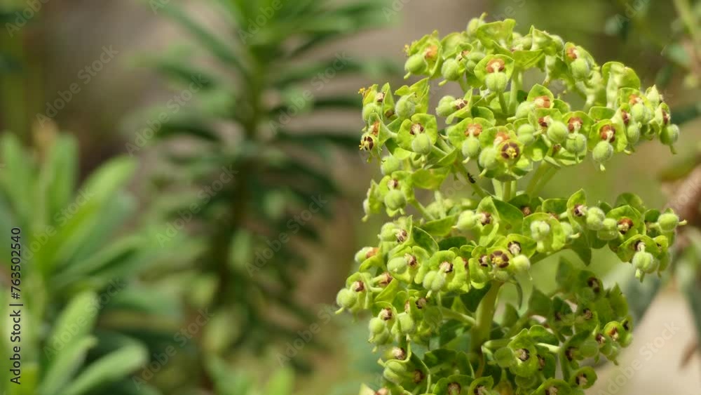 Euphorbia margalidiana in Euphorbiaceae family Euphorbia margalidiana in Euphorbiaceae family