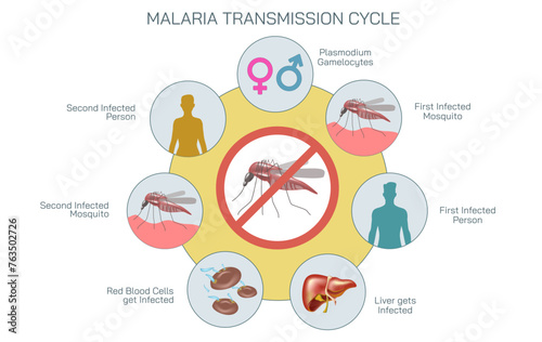 Malaria parasite life cycle and transmission vector illustration.
Life cycle of the malaria parasite
Many factors make malaria vaccine development challenging. Malaria causes, symptoms and treatments. photo