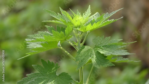 Leonurus cardiaca, known as motherwort photo