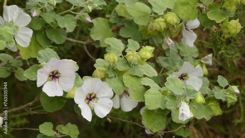 Lavatera maritima. Many Lavatera species have now been transferred to related genus Malva. Lavatera species are known as tree mallows, or rose mallows, royal mallows or annual mallows. photo