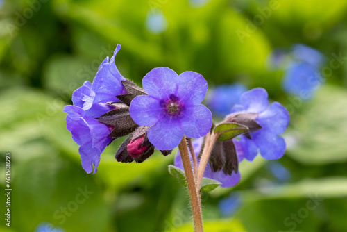  Lungwort blue ensign (Pulmonaria  'Blue Ensign')