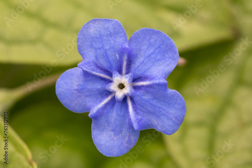 Blue eyed mary (Omphalodes verna) semi evergreen perennial ground cover