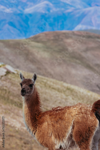 guanaco in the Andes mountain range surrounded by scenic landscape in the Argentine province of Jujuy