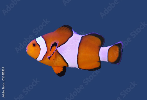 common clown fish ( fancy fish) swim in the water 