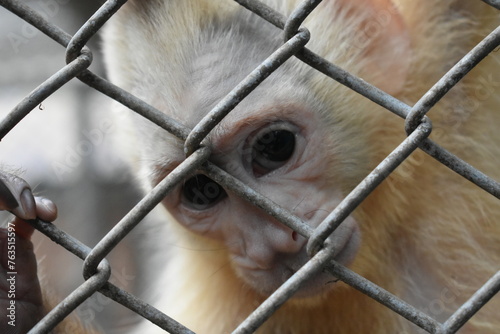Mirada triste de primate photo