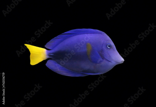purple tang fish ( zebrasoma xanthurum ) swim in the water
