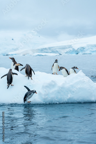 Group of Gentoo penguins playing around on Iceberg in Antarctica