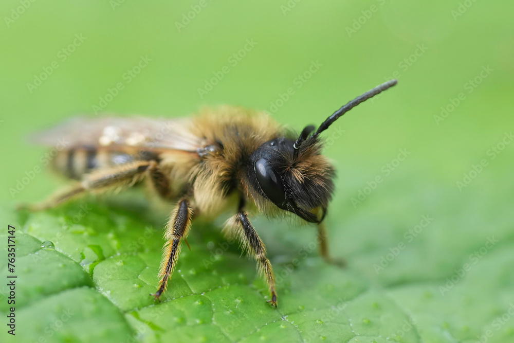 Closeup on a male yellow-legged mining bee, Andrena flavipes on a green leaf Closeup on a male yellow-legged mining bee, Andrena flavipes on a green leaf