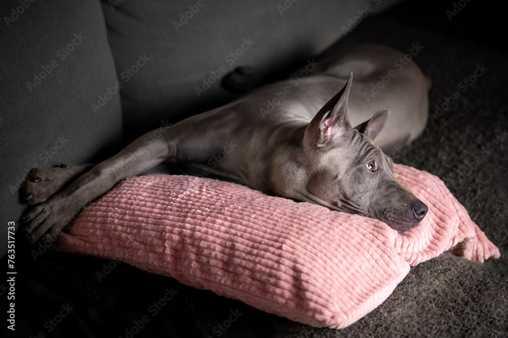 Pies rasy Thai Ridgeback dog leży na poduszce - obrazy, fototapety, plakaty 