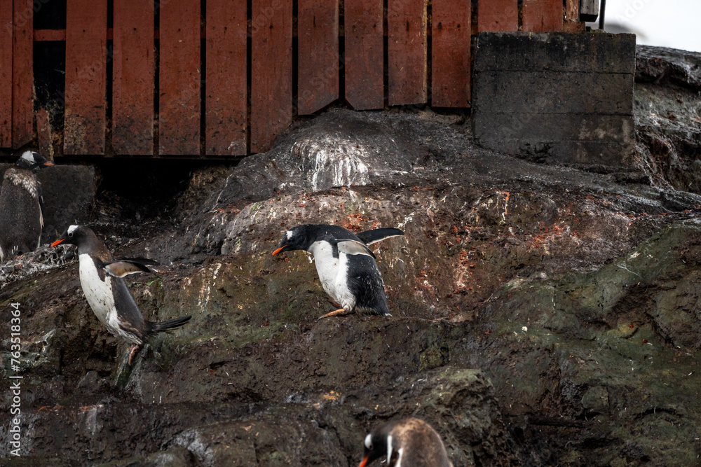 Fototapeta premium Penguins in Antarctica on icy day
