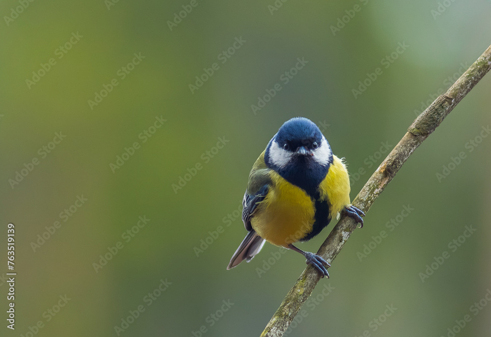 The Great tit - Parus major The Great tit - Parus major