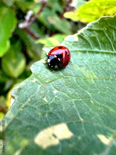 ladybird on a leaf © Daphne