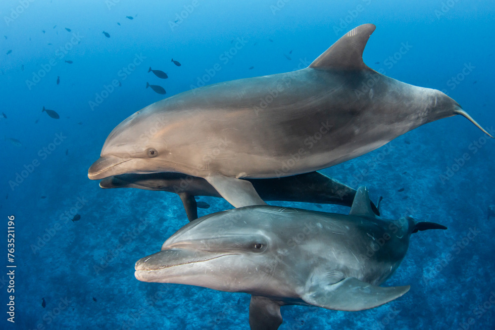 Fototapeta premium Bottlenose dolphins, French Polynesia