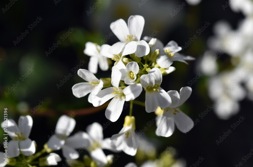 Weiße Gänsekresseblüten im Frühling Weiße Gänsekresseblüten im Frühling