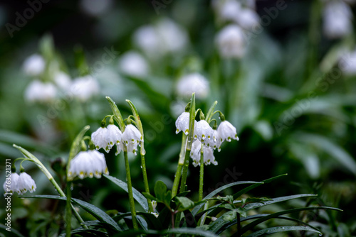 flower, spring, snowdrop, nature, plant, white, flowers, garden, blossom, leaf, bloom, macro, snowdrops, beauty, flora, season, floral, grass, winter, closeup, bud, snow, crocus, petal, springtime