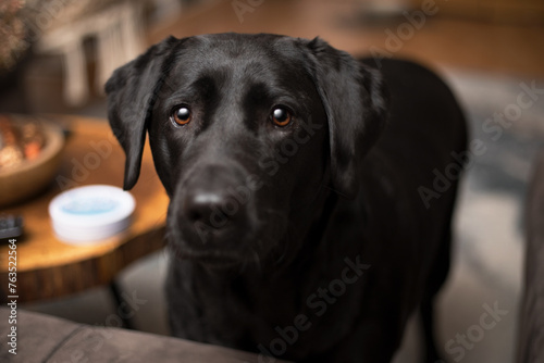 A black Labrador ritri looks closely in the eyes.