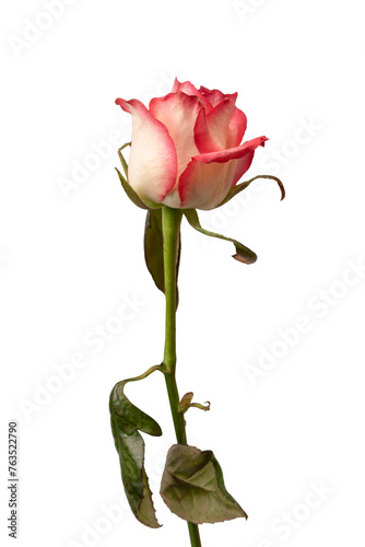 Pink and white  beautiful rose isolated on a white background.