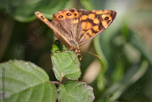 Beautiful hairy butterfly macro