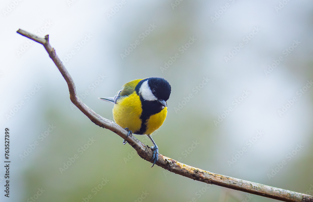 Fototapeta premium The Great tit - Parus major