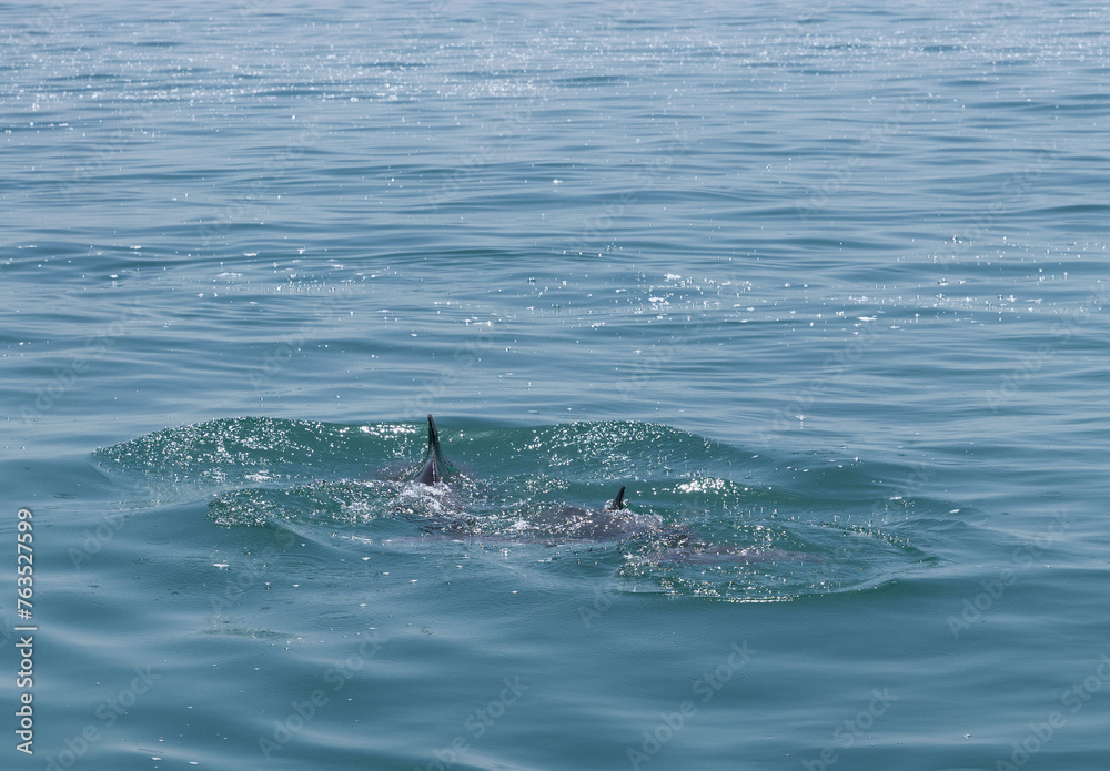 Dolphins wimming in the water near Aldar island in the eastern coast of Bahrain Dolphins wimming in the water near Aldar island in the eastern coast of Bahrain