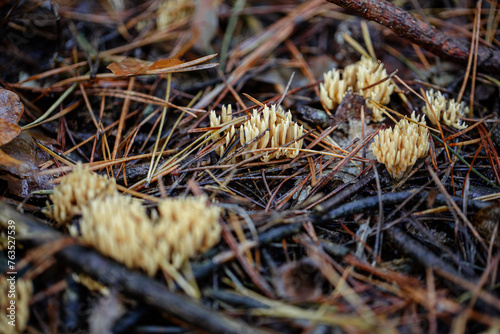 The largest beauty horn (Calocera viscosa) is a species of mushrooms from the dacrymycetaceae family. photo