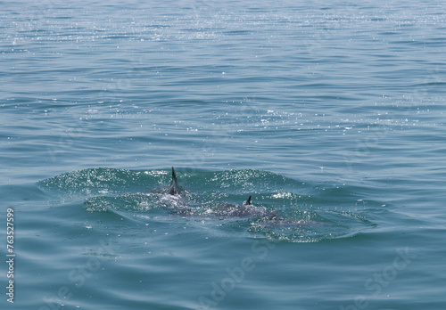 Dolphins wimming  in the water near Aldar island in the eastern coast of Bahrain © Dr Ajay Kumar Singh