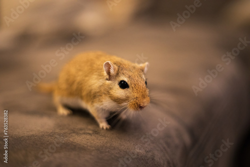 A small brown Mongolian desert racing mouse.