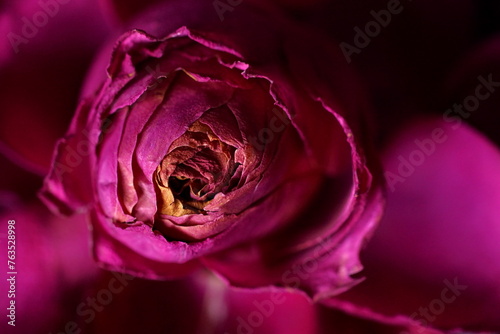 Fotografija The splendor and vibrant colors of a wilted rose; closeup photography