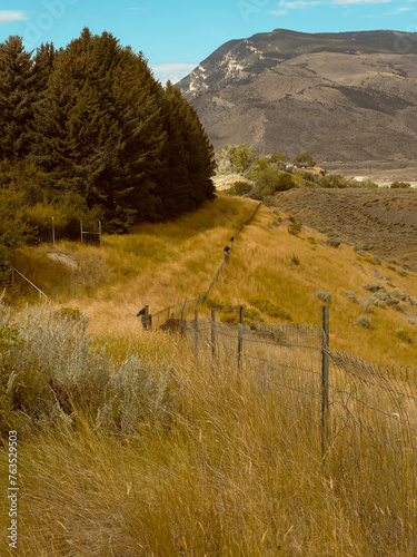 Cody  Wyoming  USA  shows hilly farmland   fence with pine trees and mountains with blue sky beyond.  Leading line made by wire fence on hillside shows birds on posts in tall grass.  