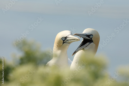Portrait of pair of Northern Gannet, Sula bassana, day light in the background. Two birds in love, animal love behaviour. Helgoland, Germany