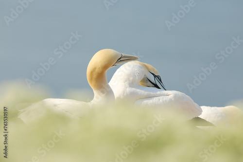 Portrait of pair Northern Gannet (Sula bassana) Wildlife scene from nature. Sea bird on the rock cliff, Helgoland island