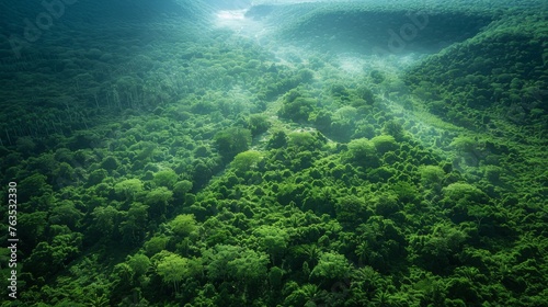 Aerial View of Lush Green Forest Canopy © Emiliia