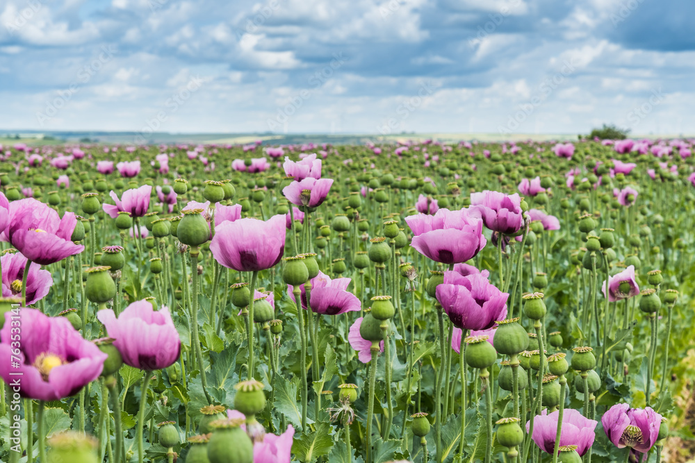 Field of pink opium poppy, also called breadseed poppies Field of pink opium poppy, also called breadseed poppies