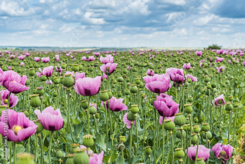 Field of pink opium poppy  also called breadseed poppies