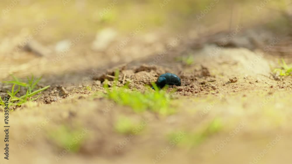 A vibrant close-up shot capturing the details of a blue beetle as it makes its way through the dirt, highlighting its natural habitat and intricate body features A vibrant close-up shot capturing the details of a blue beetle as it makes its way through the dirt, highlighting its natural habitat and intricate body features