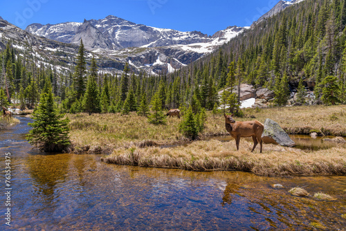Elks at Glacier Creek - A group of female elk grazing along Glacier Creek, with Chiefs Head Peak (13,577 ft) towering in background, on a sunny Spring day. Rocky Mountain National Park, Colorado, USA. © Sean Xu