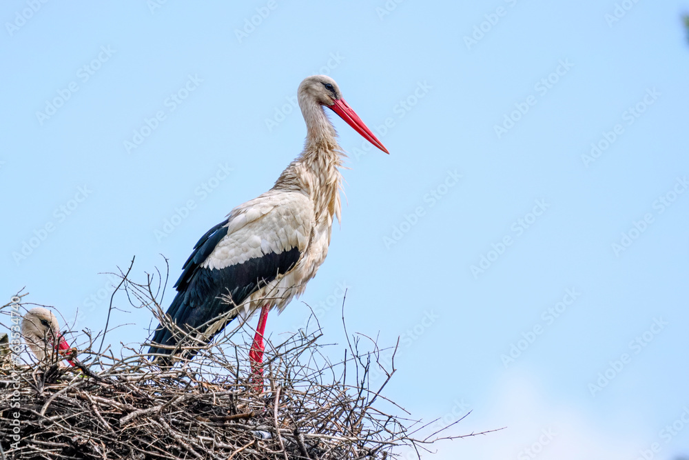 Obraz premium White stork and baby stork sitting in the nest.