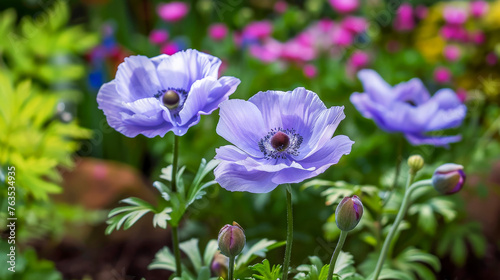 Purple anemones (Anemone coronaria, Windflowers) spring flowers in the park. Floral blurred background with bokeh. Selective focus. Generative AI