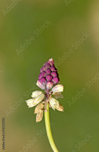 Flower stalk of the field hyacinth (Bellevalia modesta)  on a path in Suleyman Demirel Arboretum in Adana photo