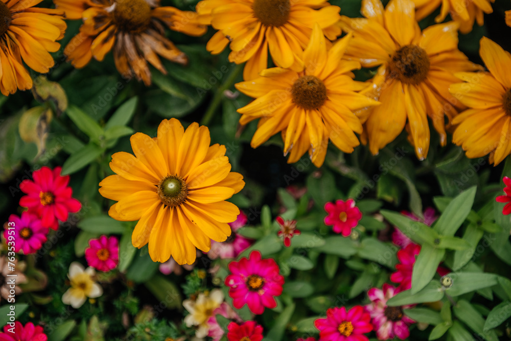 Colorful Summer Flowers: Yellow Daisies and Pink Zinnias Colorful Summer Flowers: Yellow Daisies and Pink Zinnias