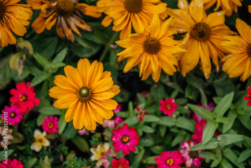 Colorful Summer Flowers  Yellow Daisies and Pink Zinnias