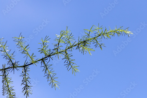 A branch of Asparagus palaestinus under a pine tree  photo