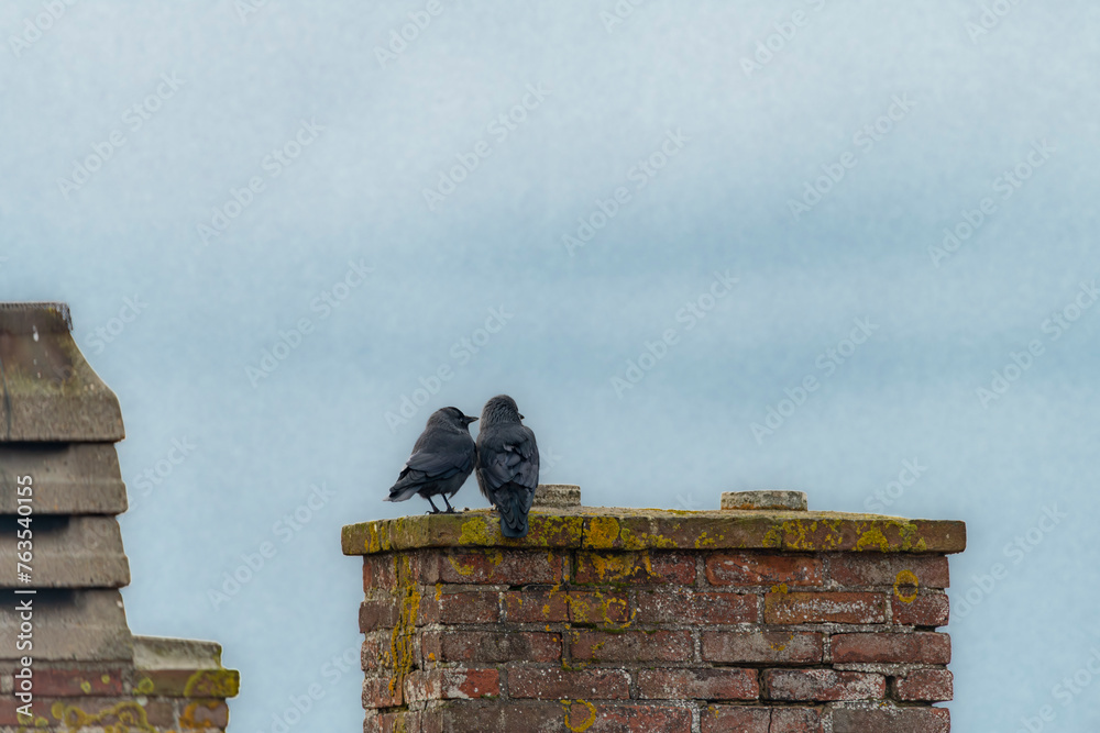 Jackdaw bird with black feathers on chimney in cloudy day