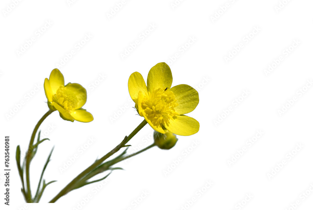 Fototapeta premium Yellow buttercup (Ranunculus sp.) flowers on the moist slopes near Seyhan Dam Lake in Adana