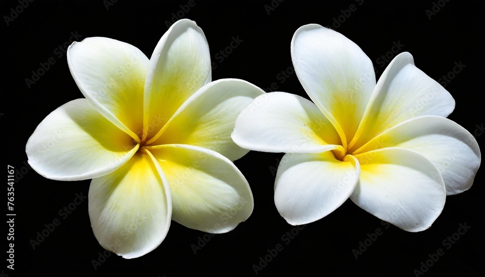 white flowers isolated on background cutout