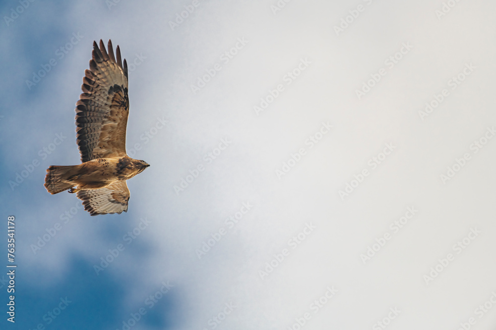 Fototapeta premium Buteo buteo bird flying under blue sky and cloudy sky in spring day