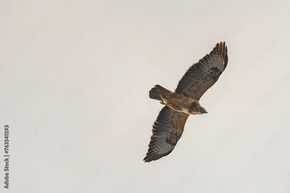 Obraz premium Buteo buteo bird flying under blue sky and cloudy sky in spring day