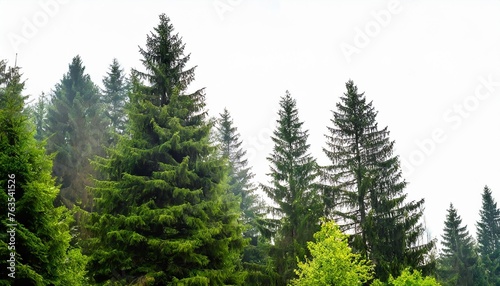 set of pinus sylvestris scotch pine big tall tree and spruce picea abies and pungens isolated png on a background perfectly cutout in overcast light pine pinaceae pine baltic pine fir photo